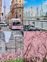 Shanghai  jingun park & Cherry blossom 🌸 