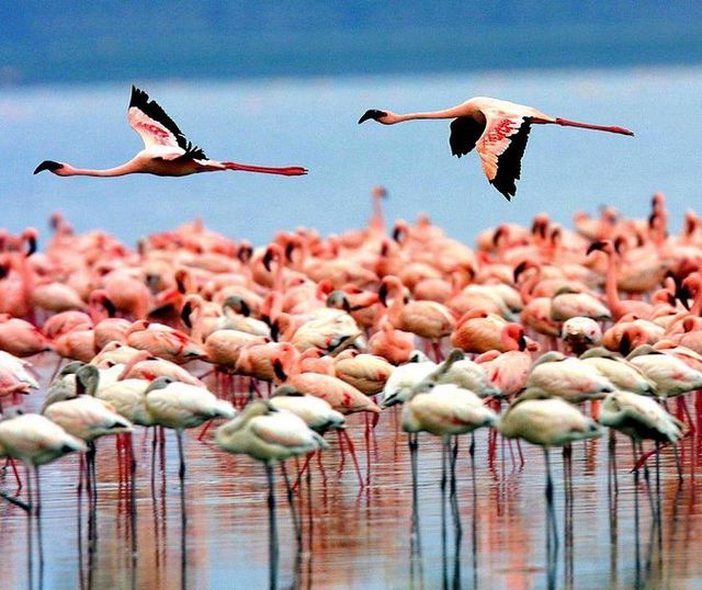 Lake Manyara National Park
