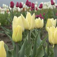 The abbotsford Tulip Festival 阿博茲福鬱金香節