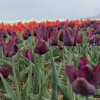 The abbotsford Tulip Festival 阿博茲福鬱金香節
