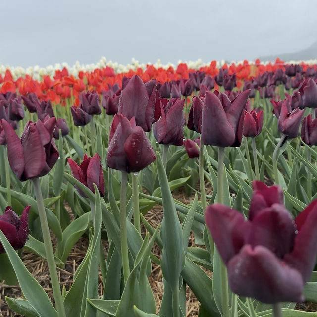The abbotsford Tulip Festival 阿博茲福鬱金香節