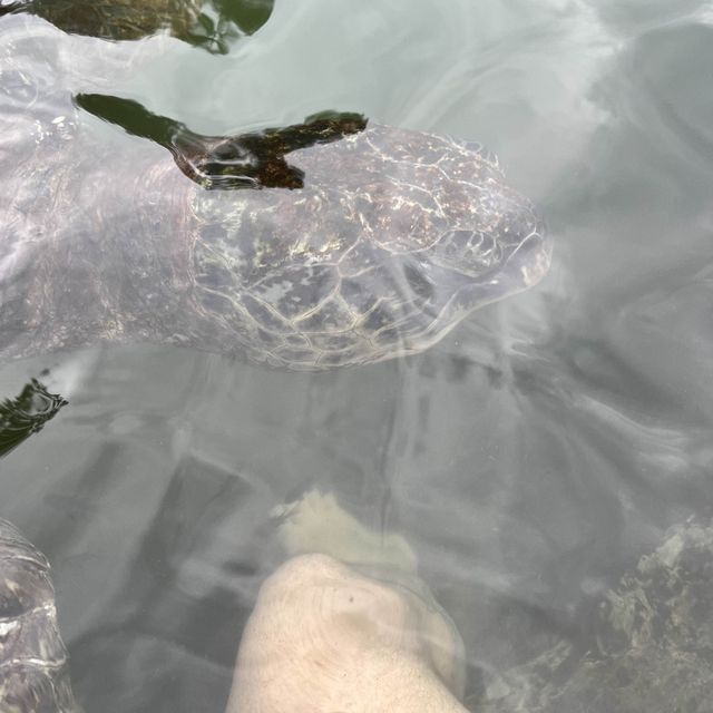Turtle Sanctuary 🐢 