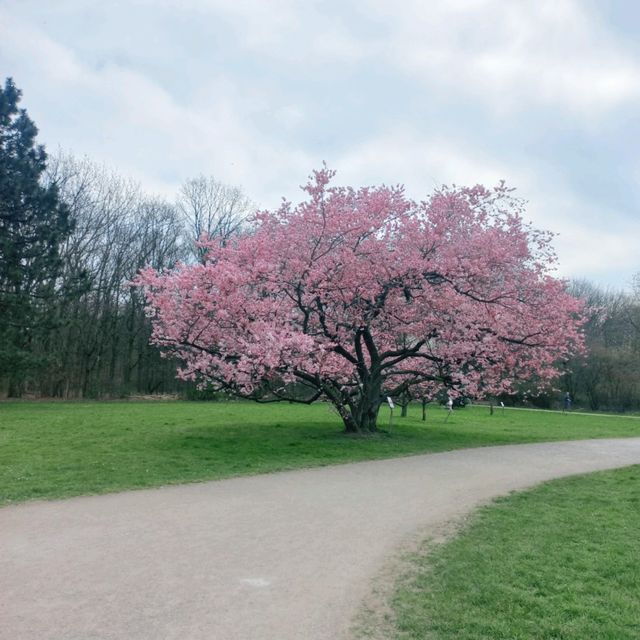 Blossom season in Cologne 🇩🇪