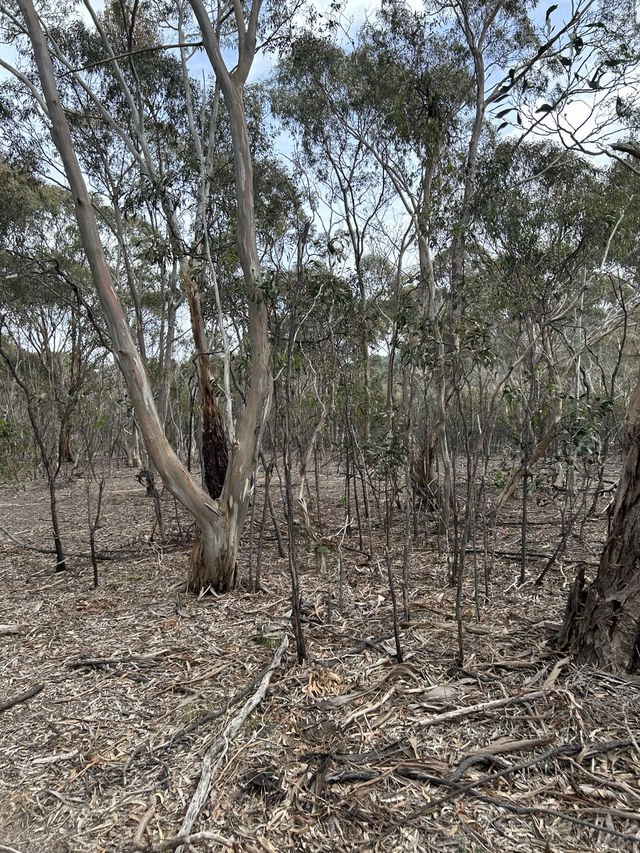 ⛰️🚴 Explore You Yangs Regional Park: Hiking & Biking Among Ancient Granite Peaks