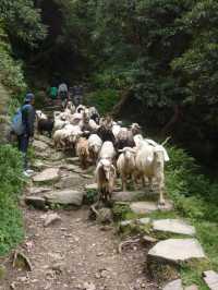 Triund Hike, Dharamshala
