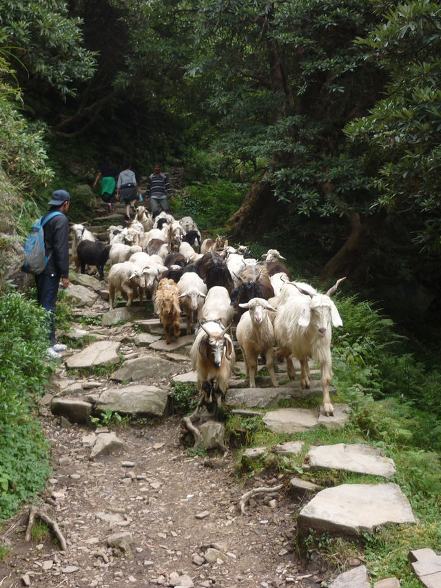 Triund Hike, Dharamshala