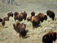 Yellowstone on a Budget: Steam, Stone & Stunning Sights Without Breaking the Bank