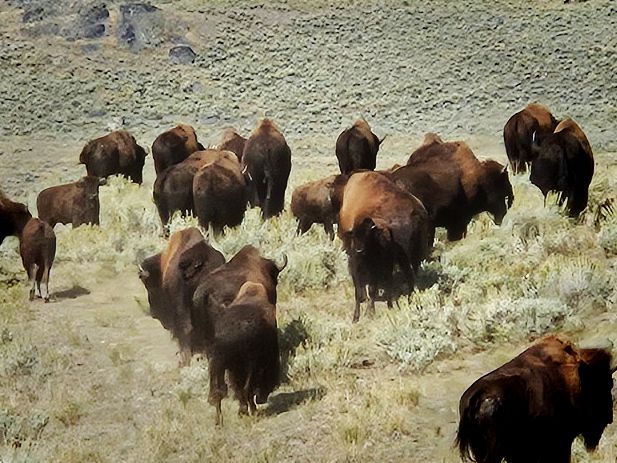 Yellowstone on a Budget: Steam, Stone & Stunning Sights Without Breaking the Bank