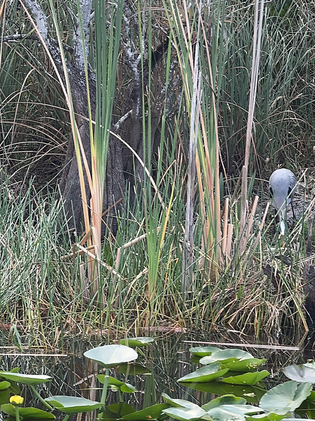 Our Miami Everglades Adventure! 🌿🐊