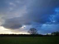 Richmond Park Travel Diary: Nature and Serenity