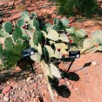 🚗🌵 Red Hills Desert Garden – The Perfect Scenic Stop Between National Parks 🦖🌺