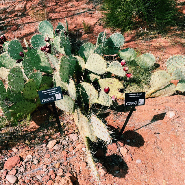 🚗🌵 Red Hills Desert Garden – The Perfect Scenic Stop Between National Parks 🦖🌺