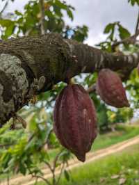 Philippines, Two Day Trip to Bohol Island