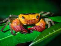 Wild Borneo Awaits: Exploring Bako National Park, Malaysia