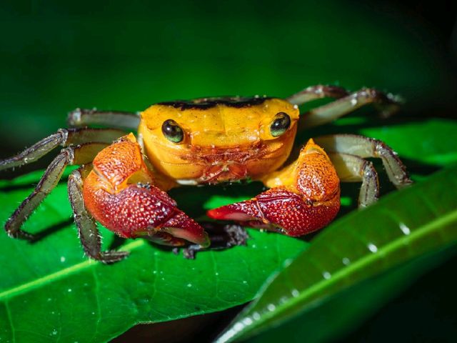 Wild Borneo Awaits: Exploring Bako National Park, Malaysia