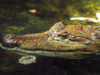 A Wild Day Out: Visiting Chiang Mai Zoo in Northern Thailand