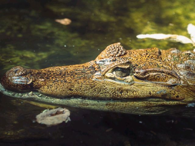 A Wild Day Out: Visiting Chiang Mai Zoo in Northern Thailand