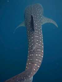 🦎 Komodo Island – Land of Dragons and Untamed Beauty
