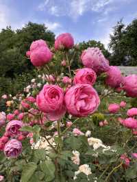 Guesthouse of hundreds of roses