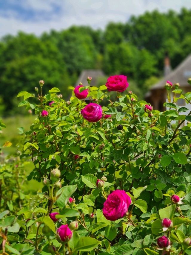 🕊️ Peace, Wood & Spirituality: Discover Bârsana Monastery in Maramureș