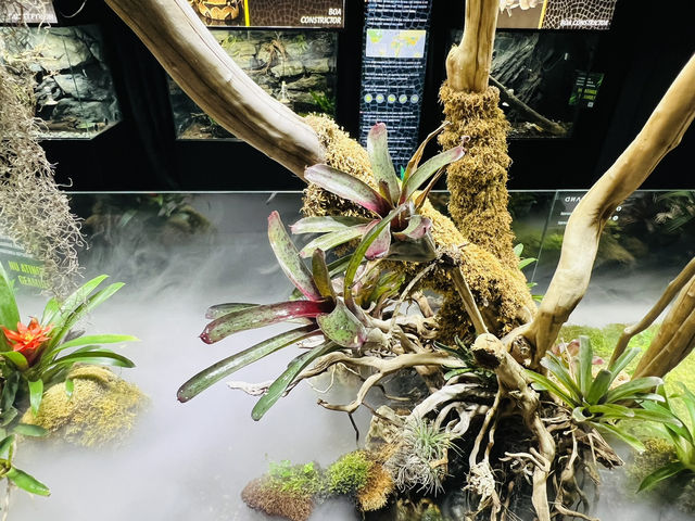 Reptiland Bucharest, Over 40 Species of Reptiles 🦎🐍