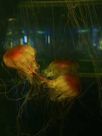 Hohhot Aquarium Adventure: Jellyfish Vibes & Ticket Hacks 🐠✨