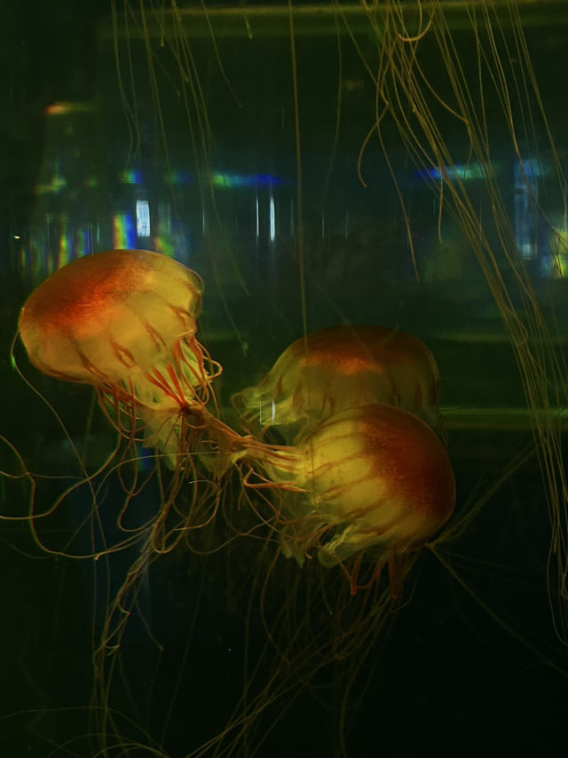 Hohhot Aquarium Adventure: Jellyfish Vibes & Ticket Hacks 🐠✨