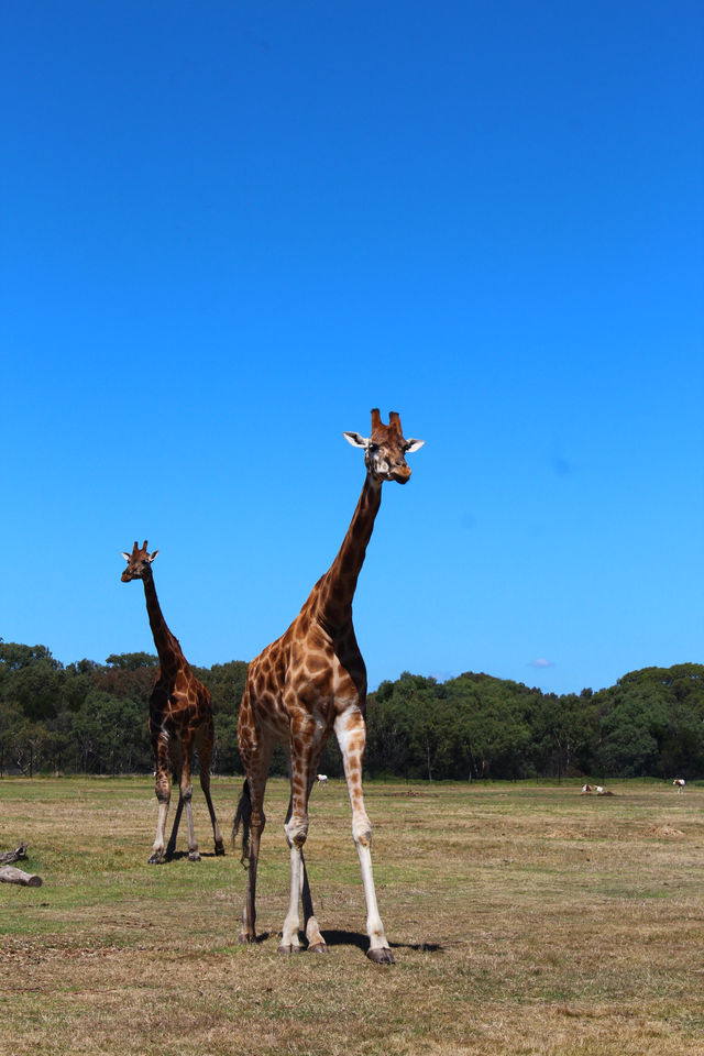 Werribee Zoo | Melbourne