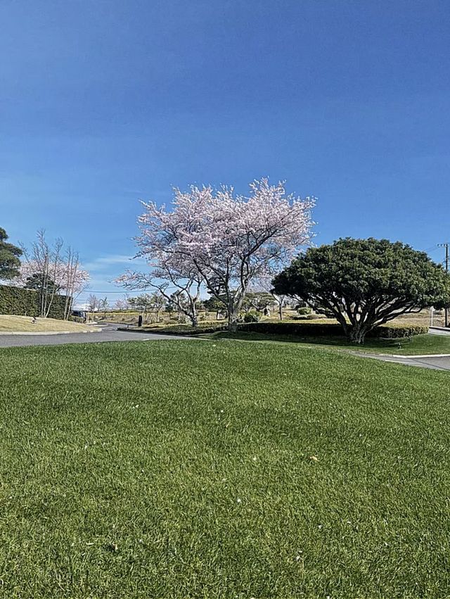 Shizuoka | Mount Fuji 🗻 and cherry blossoms 🌸 in spring