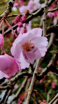 Come to Shizuoka to see cherry blossoms!