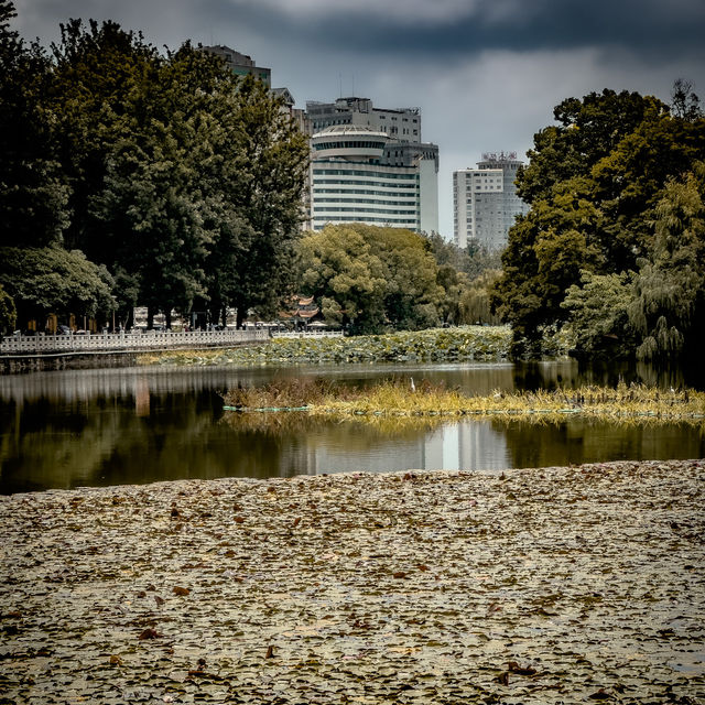 Kunming’s Green Wonder!