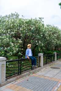 Guangzhou's surrounding area is full of white flowers along the riverbank! It's a secluded and picturesque spot with few people.