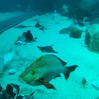 🐟Aquatic Wonders at Singapore Aquarium🦈🌊