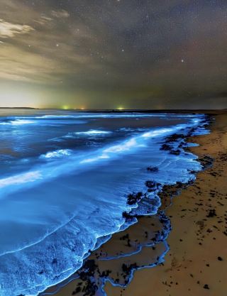 Wow! It's so beautiful that it's like stars falling into the sea