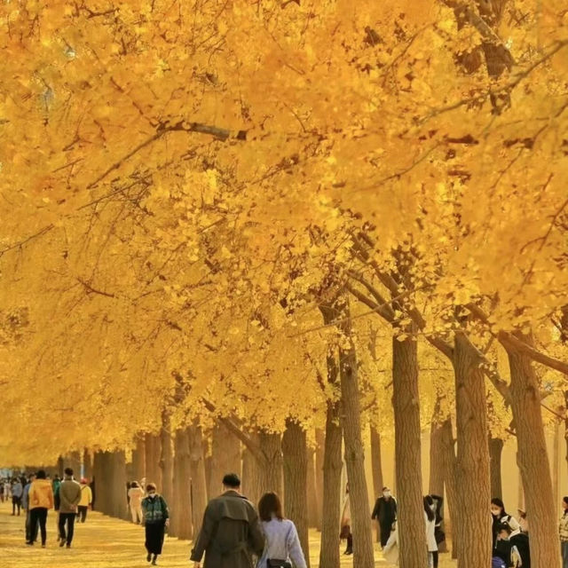 Autumn 🍂 in Dandong city .. 