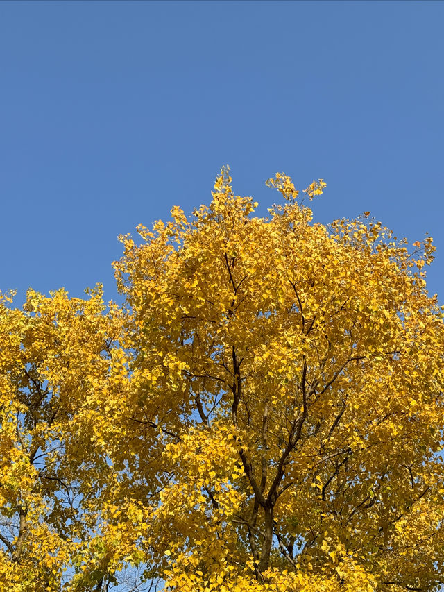 打卡南京青奥公園！散步吸氧好去處！