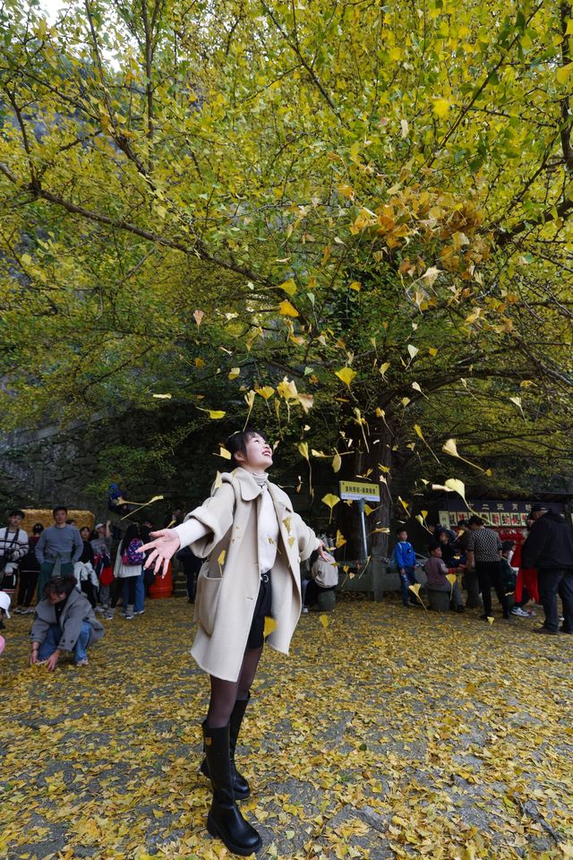 完美,懸空寺遇上700年銀杏王 完美,懸空寺遇上700年銀杏王