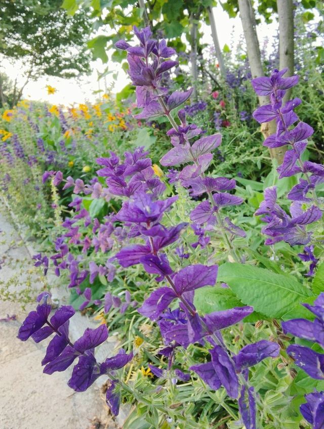 福州花海公園——鮮花盛開，那場面美得宛如一幅治癒人心的油畫