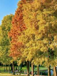 在哪，落羽杉又紅了嗎