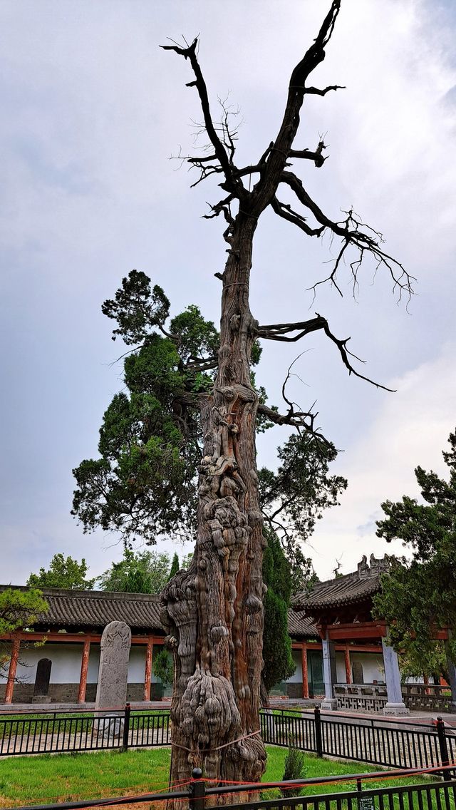 濟源有個濟渎廟，1500年