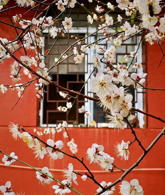 說三遍:不是林陽寺，不是林陽寺，不是林陽寺