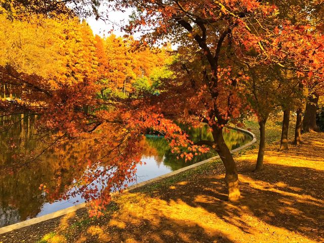 上海共青森林公園