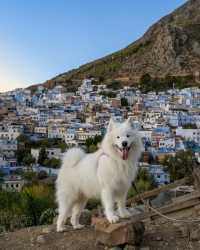 A polar bear in the blue city Chefchaouen 💙😍 This was Felix’ first time in Africa 🇲🇦