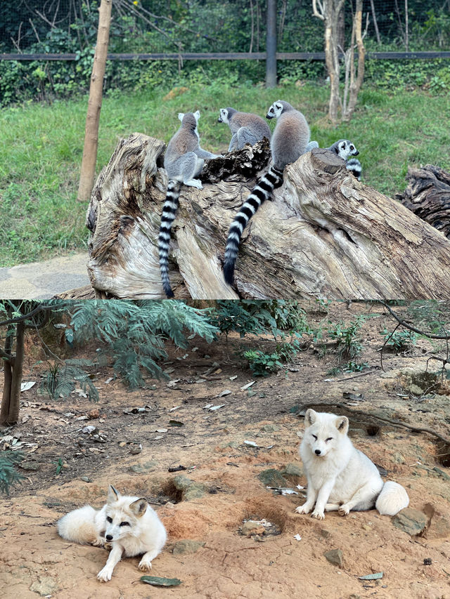 國慶去哪玩？就去雲南野生動物園