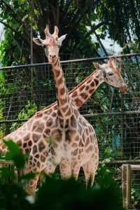 來新加坡不去逛動物園我會很傷心的