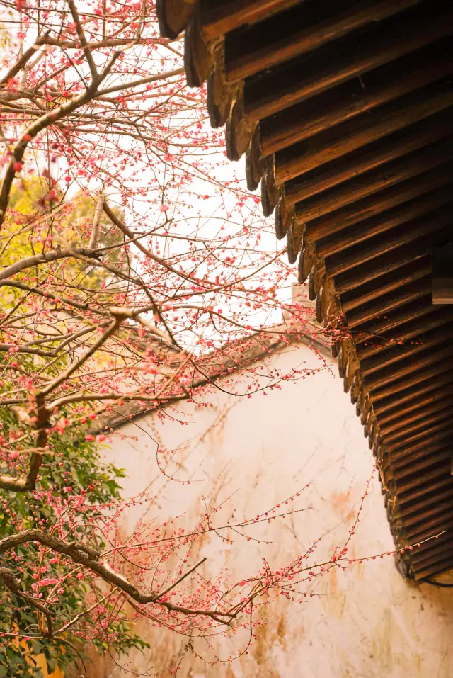 In about a month, this place in Hangzhou will be as beautiful as a travel ceiling with its plum blossoms