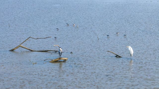 升金湖丨有著"中國鶴湖"之稱