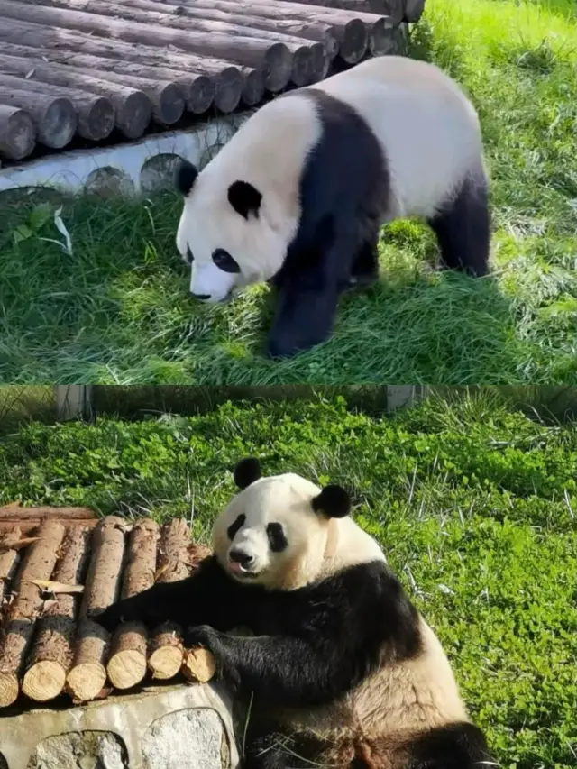 西安|秦嶺野生動物園避雷指南|||