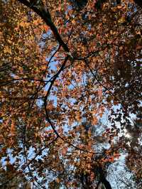 石門公園很秋天但是聽勸別來…