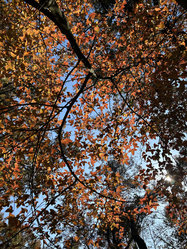 石門公園很秋天但是聽勸別來…